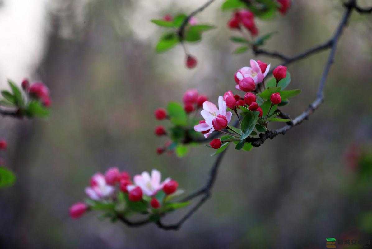 含苞欲放的桃花那是春天的嘴唇吧：对春天美丽景色的诗意描绘