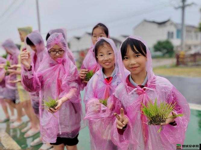 插秧七十二招式全解：领略传统农耕技艺之精妙